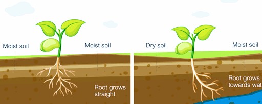 Hydrotropism (1)